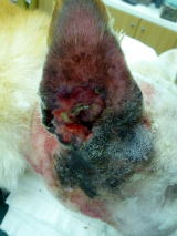 ハッピー動物病院へ来院した犬の耳の扁平上皮癌の写真