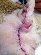 犬の皮膚にできた肥満細胞腫をハッピー動物病院にて切除手術した後の写真