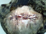 ハッピー動物病院へ来院した咬傷猫の治療後の写真
