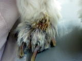ハッピー動物病院へ来院した犬の四肢ニキビダニ症の皮疹２