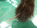 尻尾の皮がむけてしまったとのことで、ハッピー動物病院へ来院した猫の写真