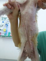 ハッピー動物病院へ来院したマラセチア皮膚感染症の犬の治療後の写真
