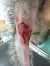 ハッピー動物病院へ来院した犬の皮膚外傷写真