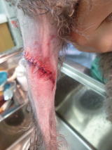 ハッピー動物病院へ来院した犬の皮膚外傷に対して消毒縫合治療を行った後の写真