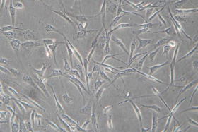 幹細胞の写真