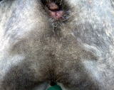 ハッピー動物病院へ来院した皮膚皺皮膚炎を繰り返す犬の外科的治療前の写真です。