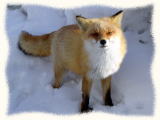 狐の写真