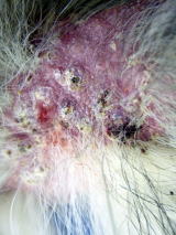 ハッピー動物病院へ来院した膿皮症に罹患した犬の皮疹