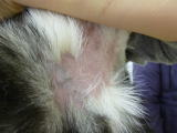膿皮症でハッピー動物病院へ来院した犬の治療後の写真