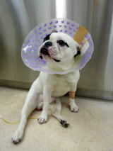 ハッピー動物病院へ来院した、椎間板ヘルニアの犬が起立不能になった時の術前写真