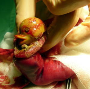 腸閉塞を起こしてハッピー動物病院へ来院した柴犬の腸管を切って開いてみるとアヒルの人形が出てきました。