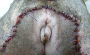 ハッピー動物病院へ来院した犬の余分な皮膚切除術後の写真