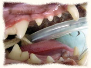 ハッピー動物病院にて行った歯石除去治療の施術後の写真
