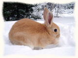 ウサギの写真